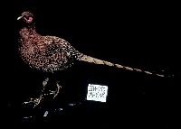 藏品(銅長尾雉)的圖片